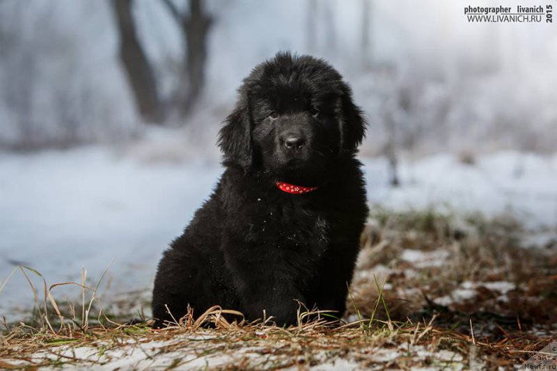 Фото: ньюфаундленд Сказочная Кроха Анжелика Маркиза Ангелов