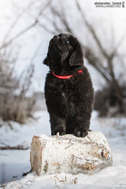 Фото: ньюфаундленд Сказочная Кроха Анжелика Маркиза Ангелов