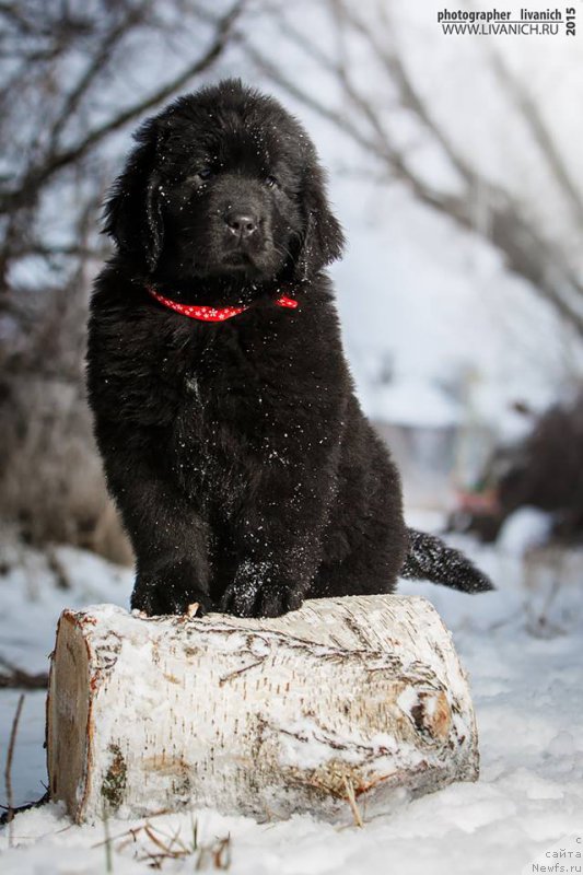 Фото: ньюфаундленд Сказочная Кроха Анжелика Маркиза Ангелов