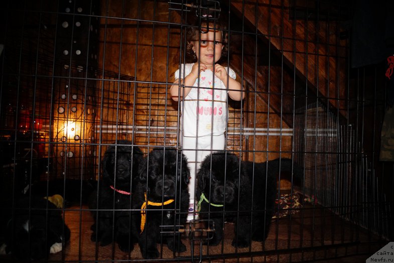 Фото: ньюфаундленд Сказочная Кроха Анжелика Маркиза Ангелов