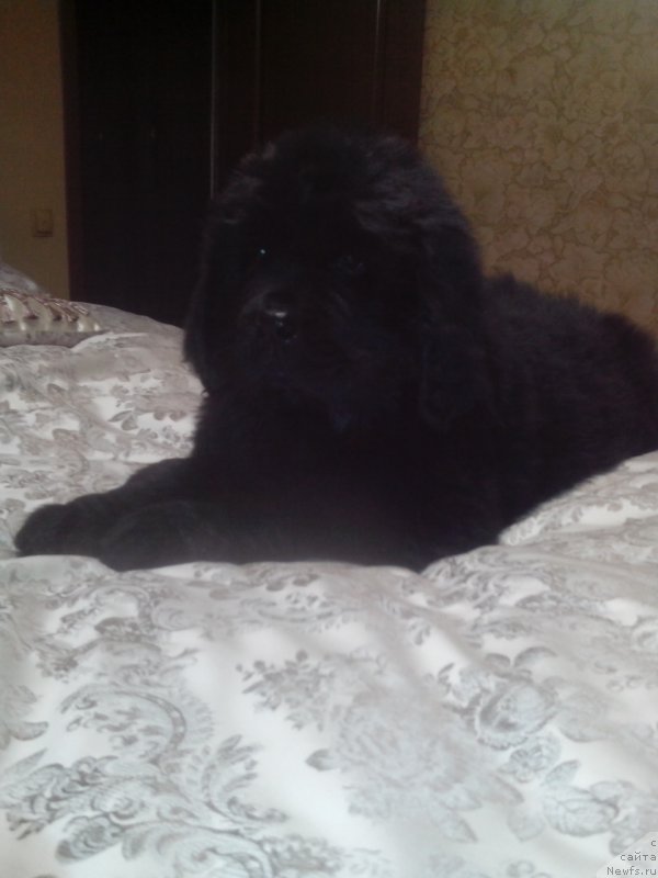 Фото: ньюфаундленд Жаклин Лютин Ренуаль