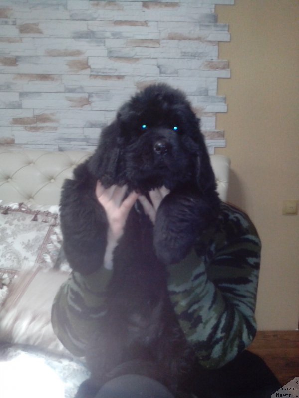 Фото: ньюфаундленд Жаклин Лютин Ренуаль