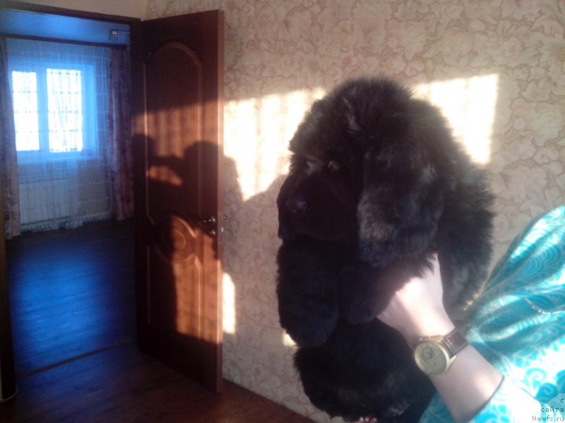 Фото: ньюфаундленд Жерар Моро Леруа