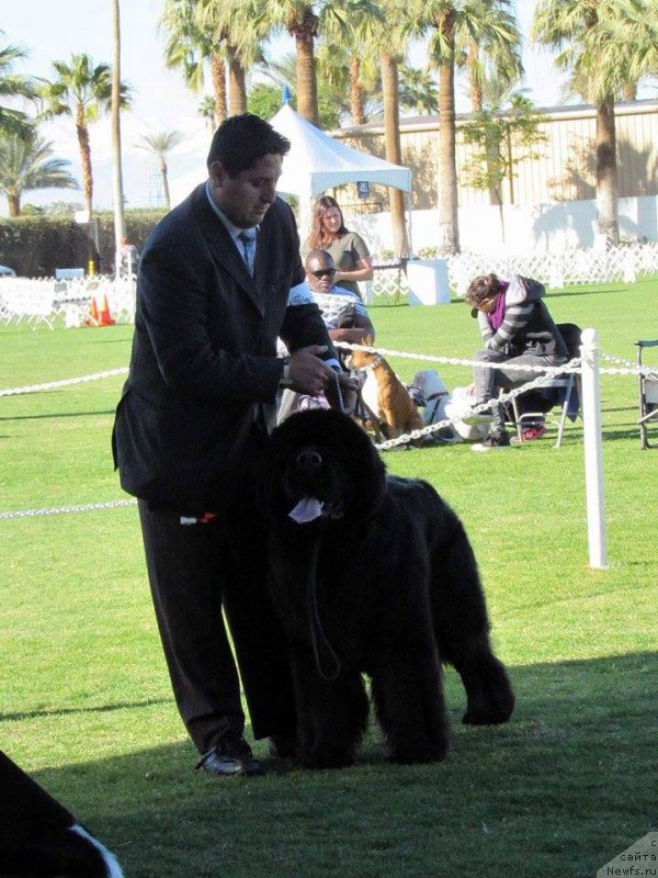 Фото: ньюфаундленд Veni Vidi Vici Dinastiya Soverchenstva