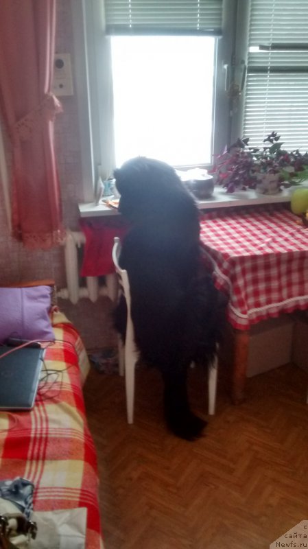 Фото: ньюфаундленд Плюшевая Панда Валери от Леди Шарм (Plushevaya Panda Valeri from Lady Sharm)