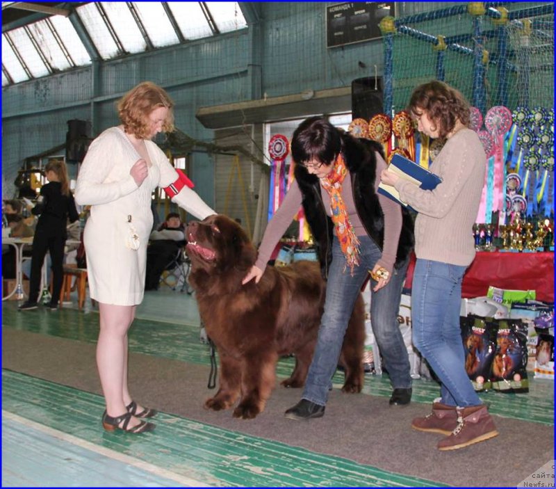 Фото: ньюфаундленд Браунблад МСК Хаким Голд Хайдар (Brownblood MSK Hakim Gold Haydar), М.Патрина-эесперт