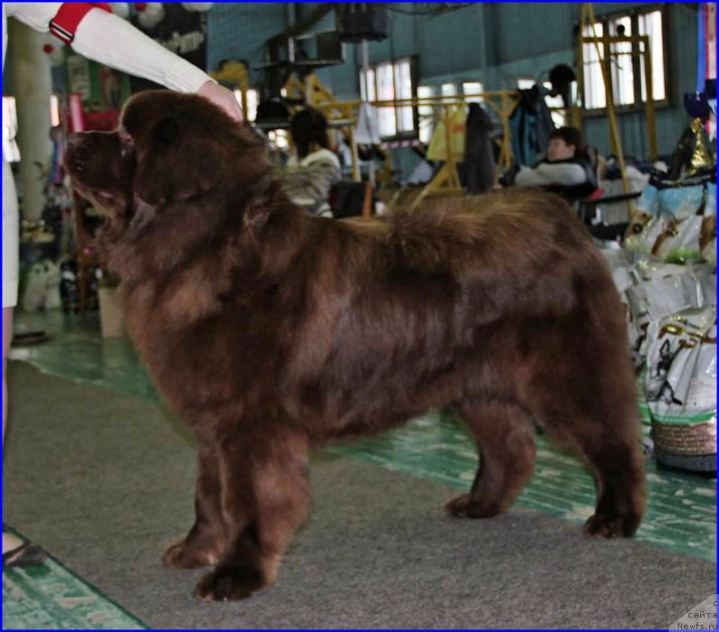 Фото: ньюфаундленд Браунблад МСК Хаким Голд Хайдар (Brownblood MSK Hakim Gold Haydar)