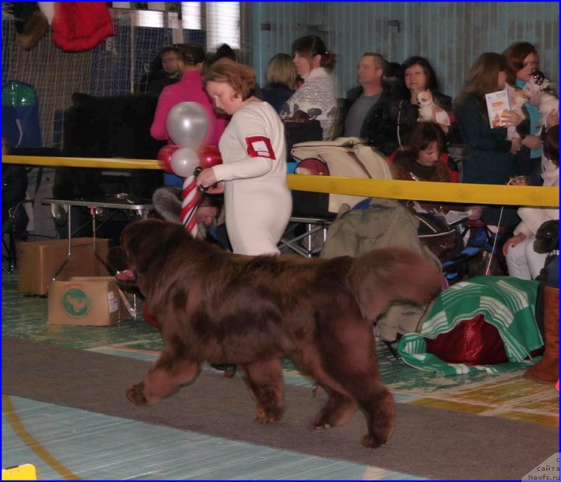 Фото: ньюфаундленд Браунблад МСК Хаким Голд Хайдар (Brownblood MSK Hakim Gold Haydar), СВЕТА