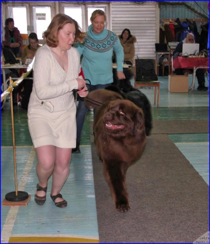 Фото: ньюфаундленд Браунблад МСК Хаким Голд Хайдар (Brownblood MSK Hakim Gold Haydar), СВЕТА