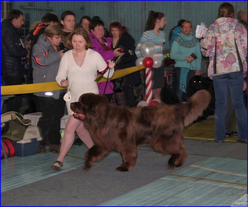 Фото: ньюфаундленд Браунблад МСК Хаким Голд Хайдар (Brownblood MSK Hakim Gold Haydar), СВЕТА