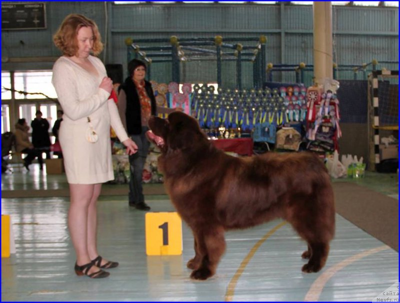 Фото: ньюфаундленд Браунблад МСК Хаким Голд Хайдар (Brownblood MSK Hakim Gold Haydar), СВЕТА