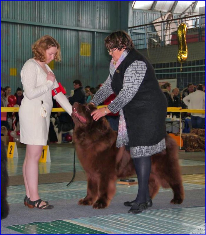 Фото: ньюфаундленд Браунблад МСК Хаким Голд Хайдар (Brownblood MSK Hakim Gold Haydar), СВЕТА, Е.Баужес-эксперт
