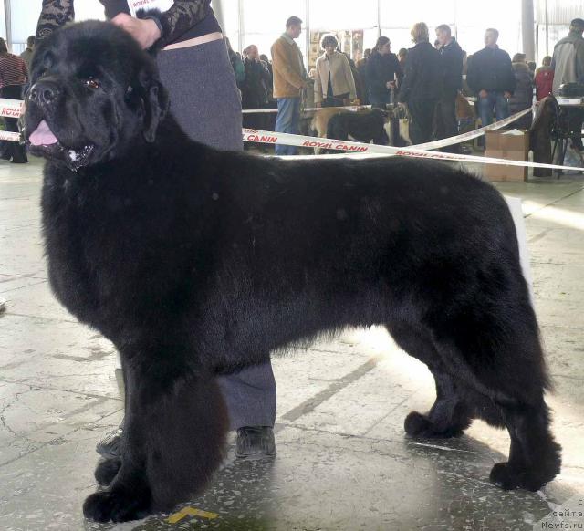 Фото: ньюфаундленд Плюшевая Панда Искрящийся Калипсо (Plushevaya Panda Iskryaschiysya Calipso)