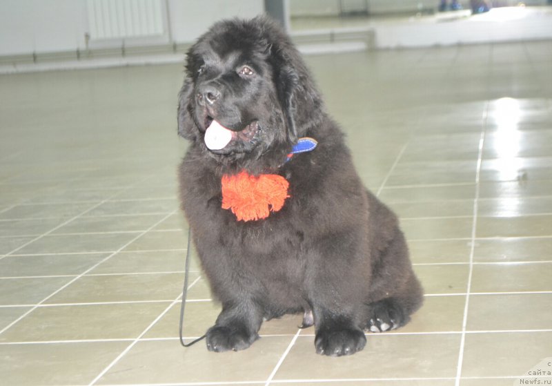 Фото: ньюфаундленд Никита Богатырь Империи (Nikita Bogatyr Imperii)