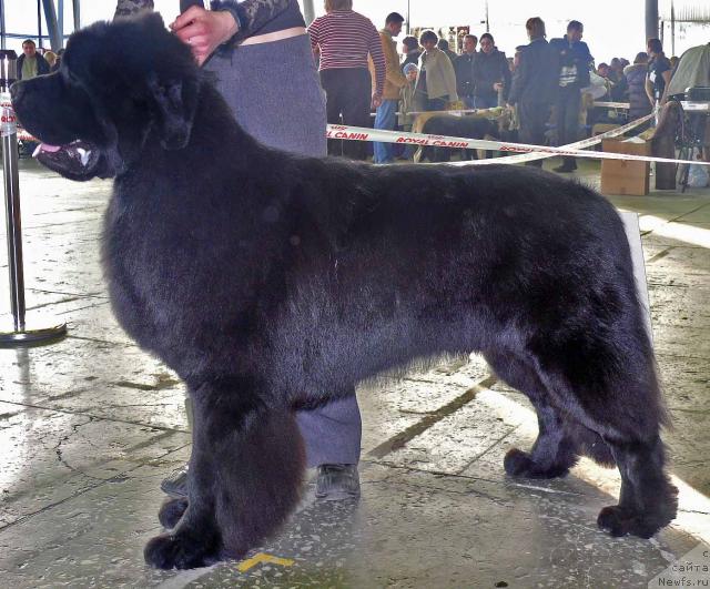 Фото: ньюфаундленд Плюшевая Панда Искрящийся Калипсо (Plushevaya Panda Iskryaschiysya Calipso)