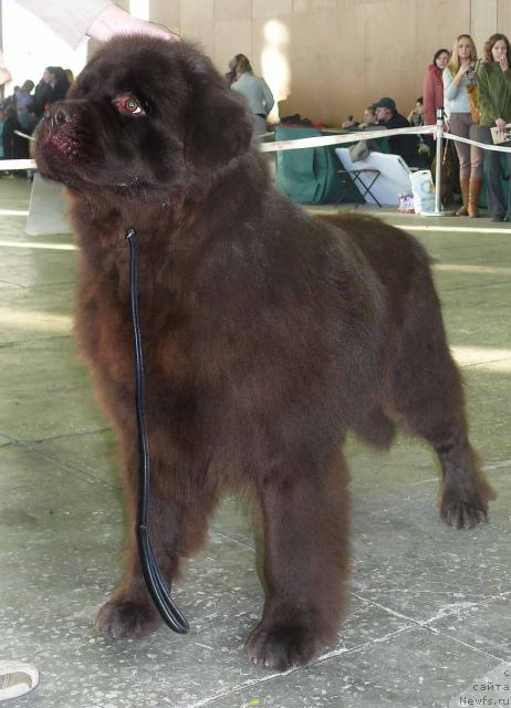 Фото: ньюфаундленд Элерон Браун (Eleron Brown)