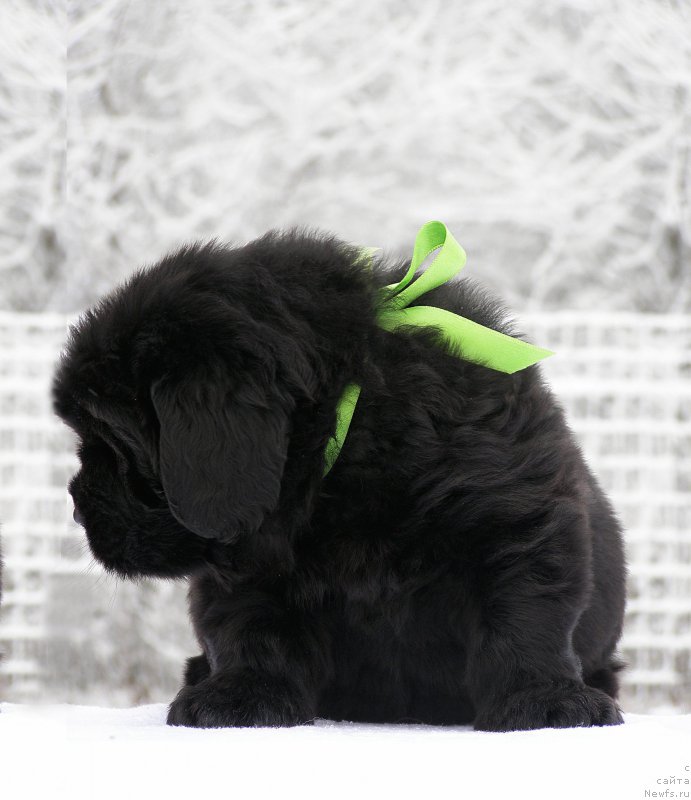 Фотография № 200295