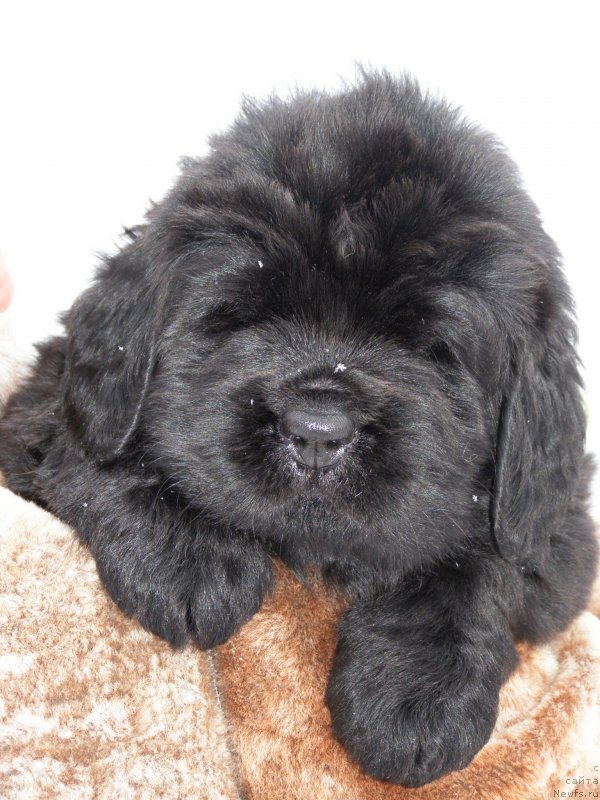 Фотография № 200303