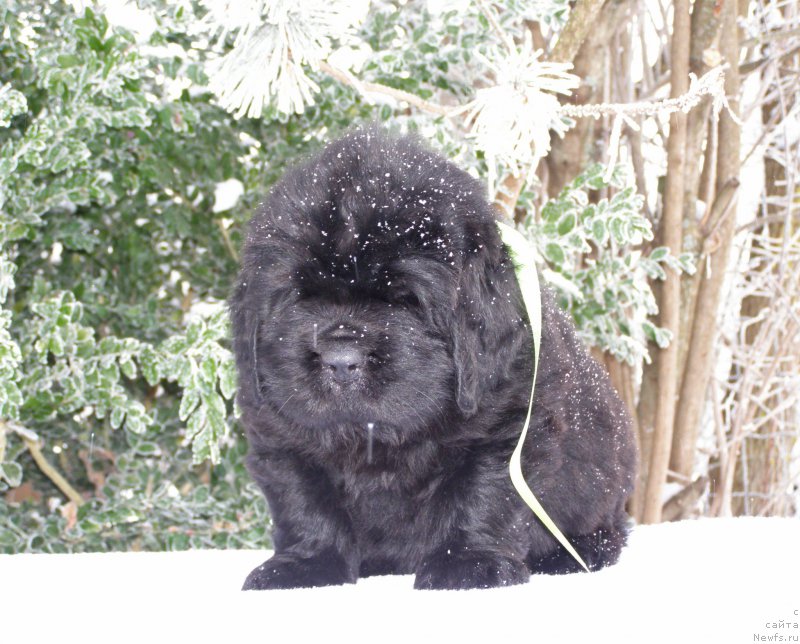 Фотография № 200312