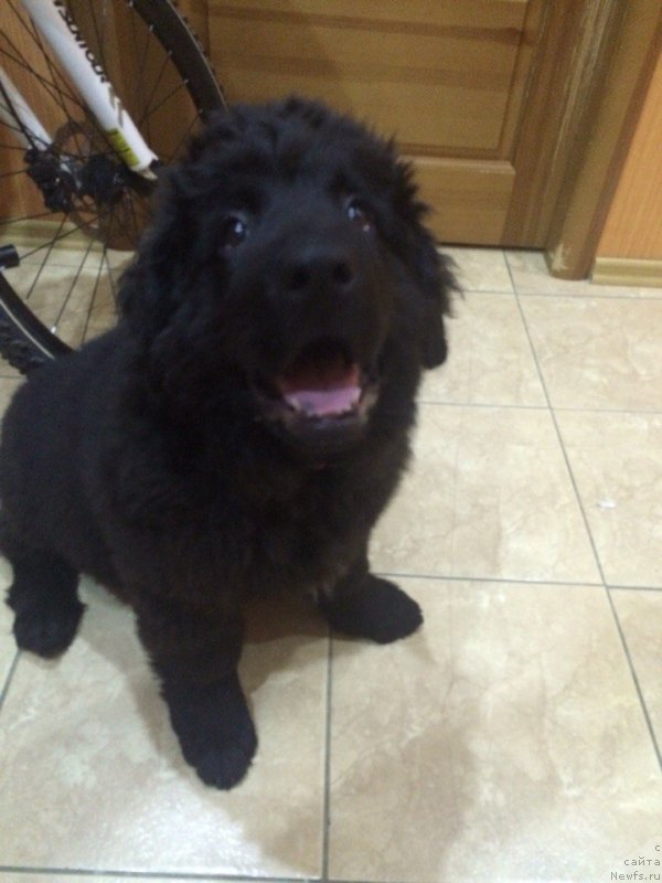 Фото: ньюфаундленд Названный Сын Симбада