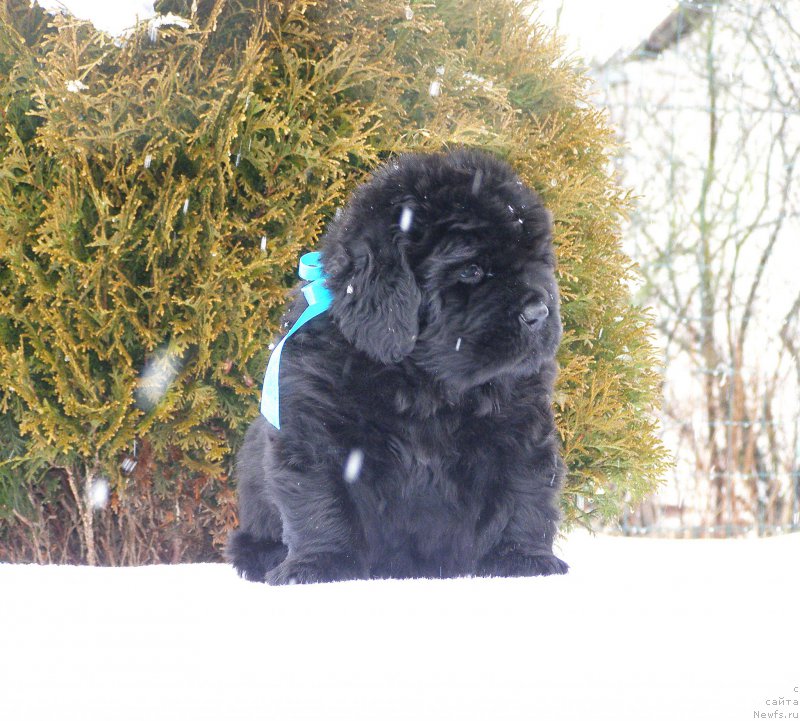 Фотография № 200325