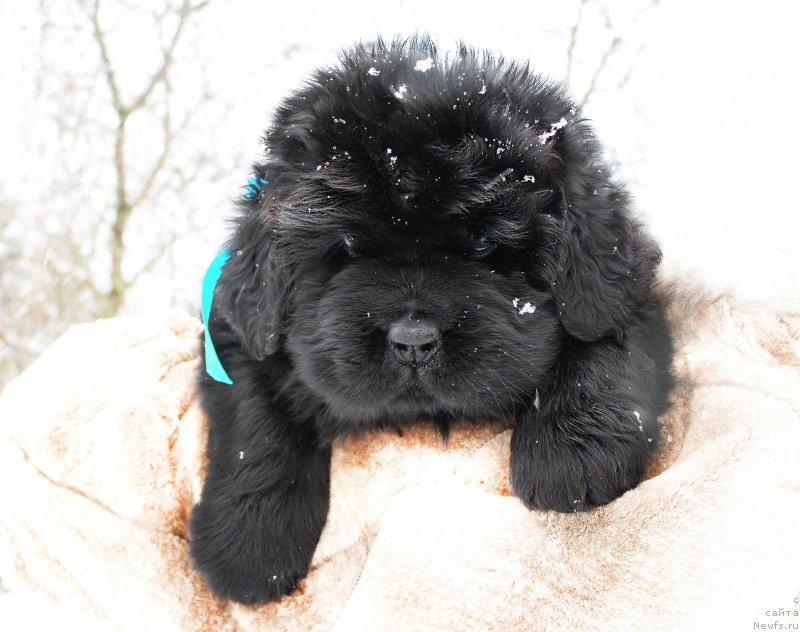 Фотография № 200329