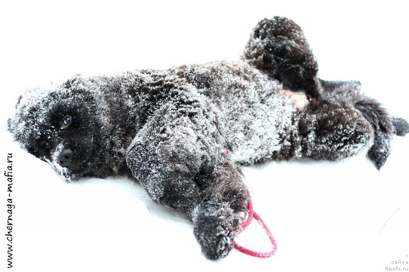 Фото: ньюфаундленд Черная Мафия Алл Ригхтс Ресервед (Chernaya Mafia Аll Rights Reserved)