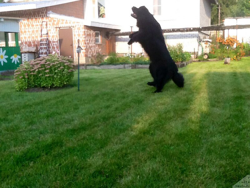 Фото: ньюфаундленд Потап Жуанита