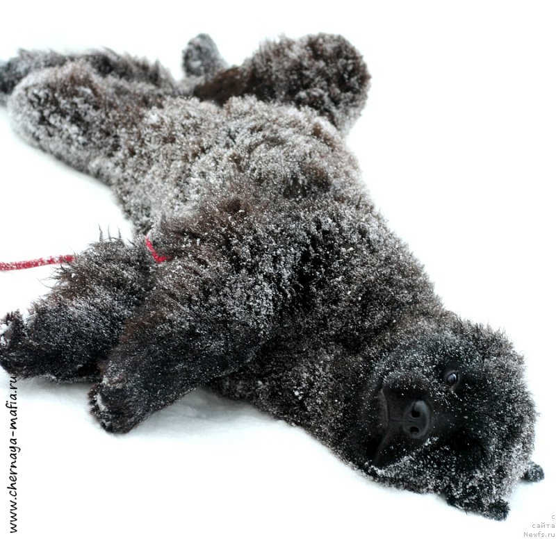 Фото: ньюфаундленд Черная Мафия Алл Ригхтс Ресервед (Chernaya Mafia Аll Rights Reserved)