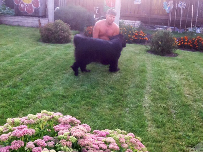 Фото: ньюфаундленд Потап Жуанита