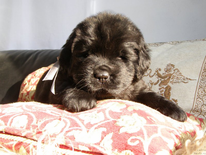 Фотография № 200340