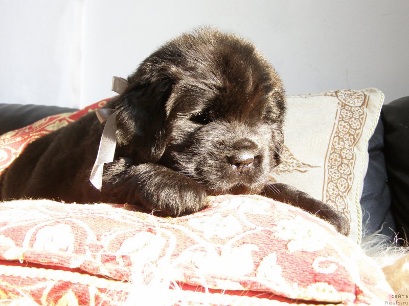 Фотография № 200342