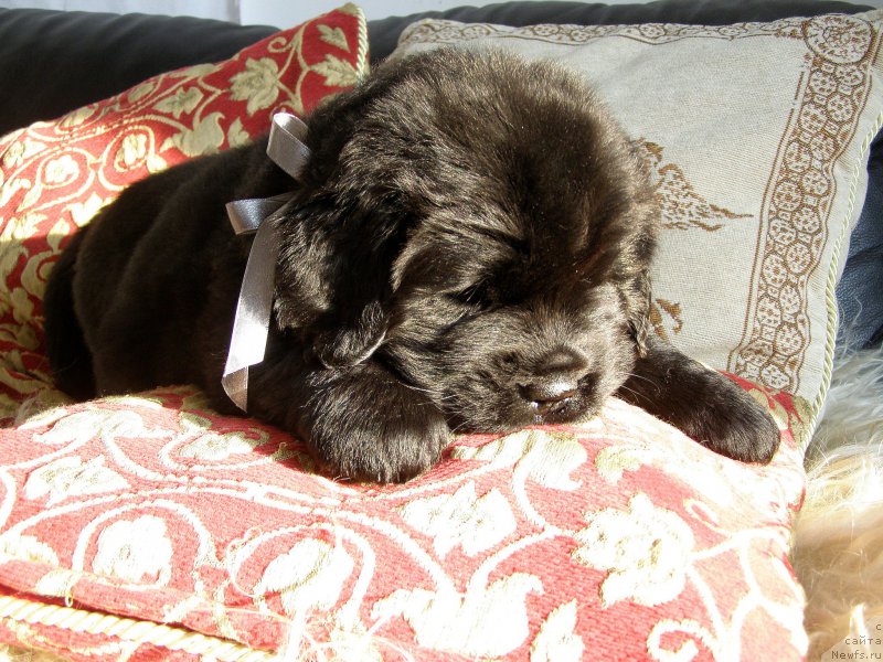 Фотография № 200345