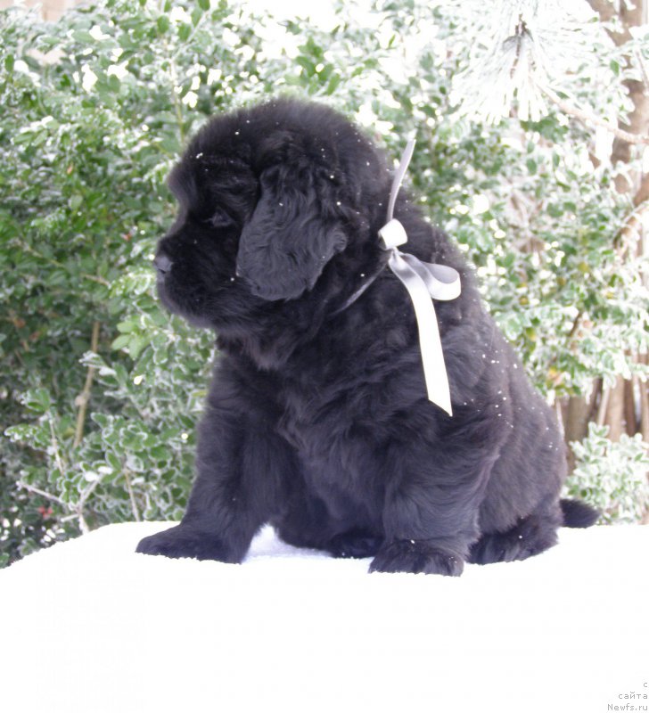 Фотография № 200347