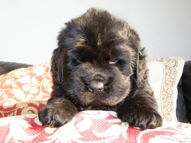 Фотография № 200353