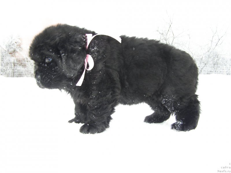 Фотография № 200363