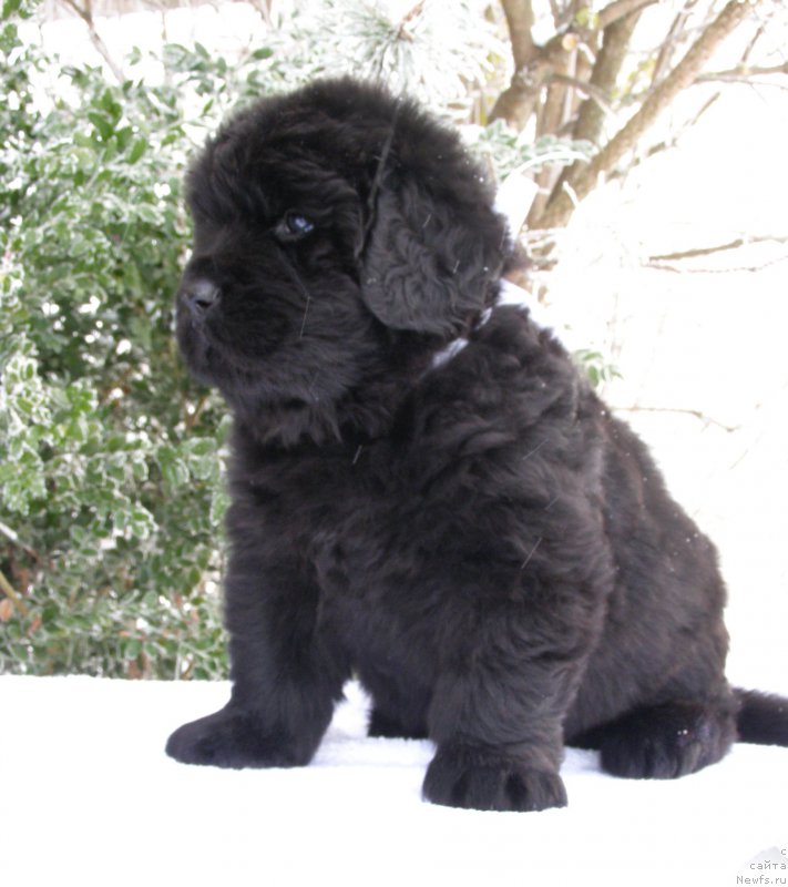 Фотография № 200375