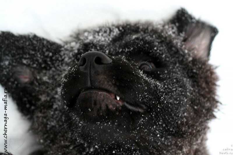 Фото: ньюфаундленд Черная Мафия Алл Ригхтс Ресервед (Chernaya Mafia Аll Rights Reserved)