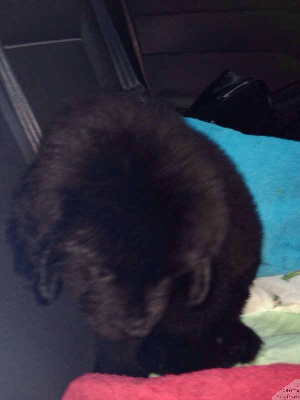 Фото: ньюфаундленд Брифт Стар Наилинг Лео