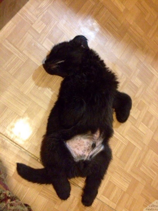 Фото: ньюфаундленд Брифт Стар Наилинг Лео