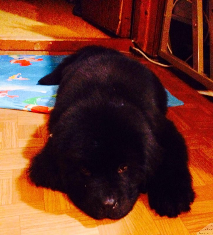 Фото: ньюфаундленд Брифт Стар Наилинг Лео