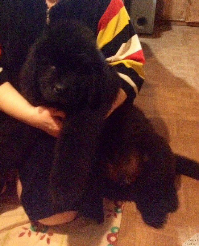 Фото: ньюфаундленд Брифт Стар Наилинг Лео