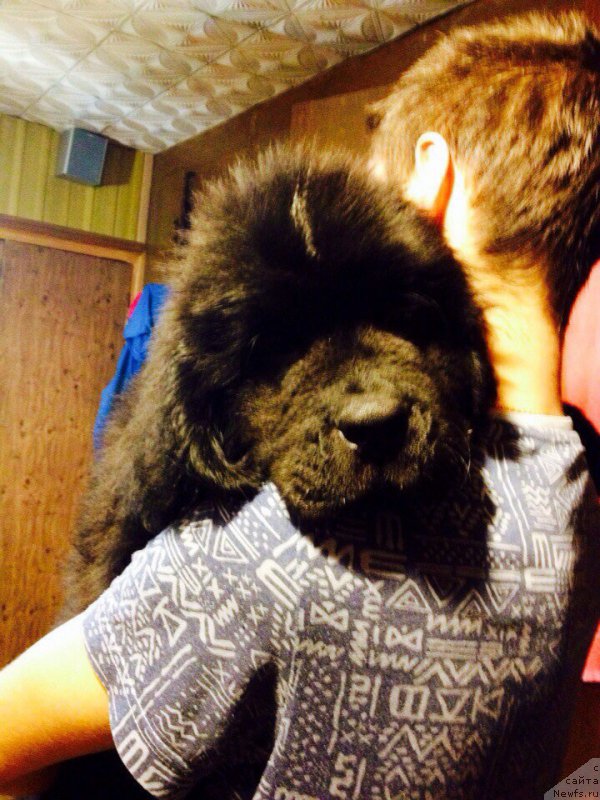 Фото: ньюфаундленд Брифт Стар Наилинг Лео