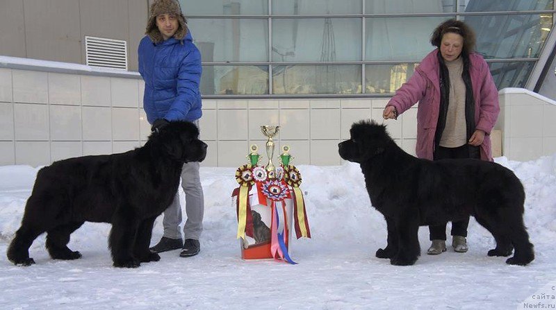 Фото: ньюфаундленд Смигар Галакси Шелл Вин (Smigar Galaxsy Shall Win), ньюфаундленд Белкондер-Клаб Достучаться До Небес (Belkonder-Club Dostuchat'sya Do Nebes)