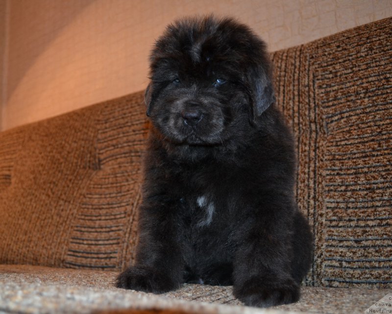 Фото: ньюфаундленд Талисман Моря Лунный Свет