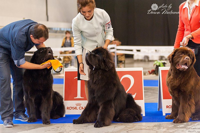 Фото: ньюфаундленд Abat ty Love s Doliny Medvedey