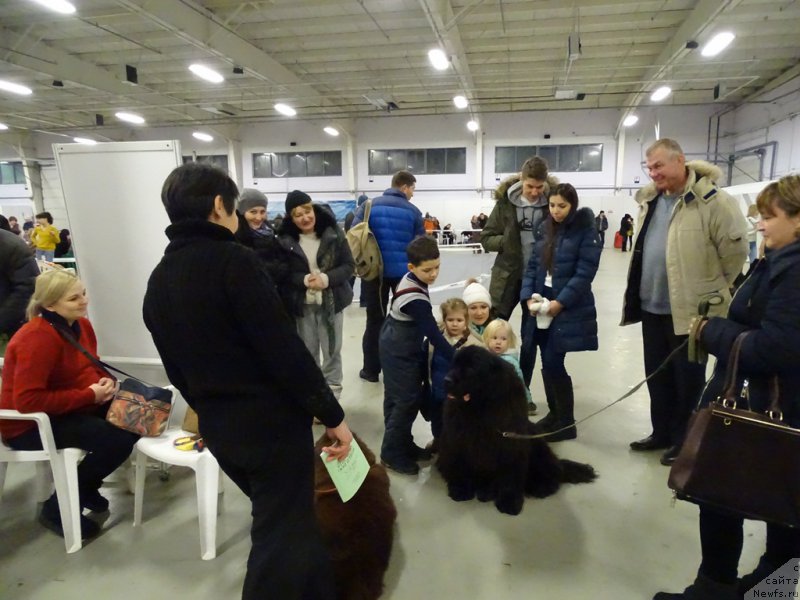 Фото: ньюфаундленд Барышня, ньюфаундленд Ньюфорт Вивиан, Галия Гизатуллина