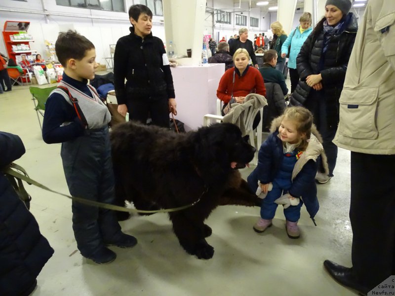 Фото: ньюфаундленд Барышня