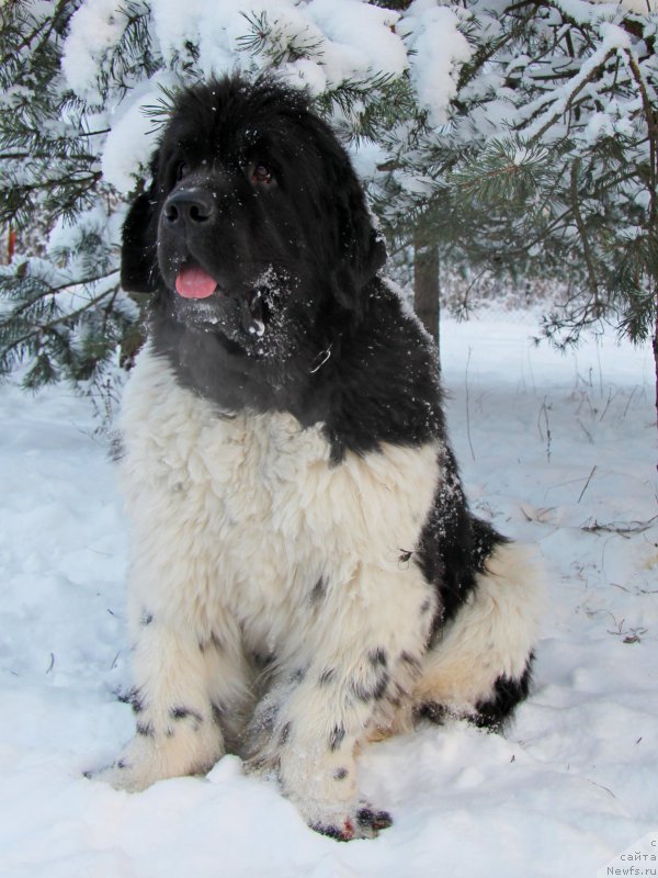 Фото: ньюфаундленд Питерньюф Чинако Бланко