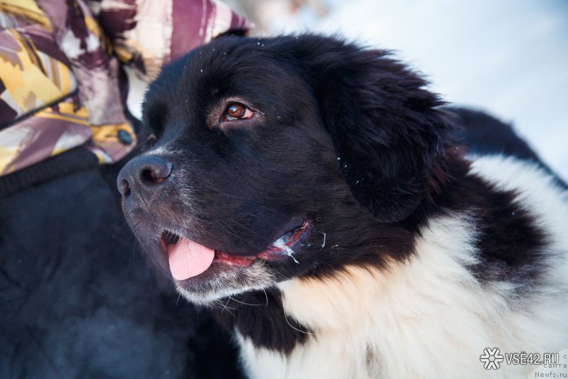 Фото: ньюфаундленд Гордон Инг'л Перикльз фром Рашн Беар